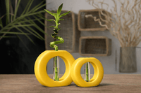 Infinity Ring Hydroponic Bamboo Vase – Modern Minimalist Table Decor
